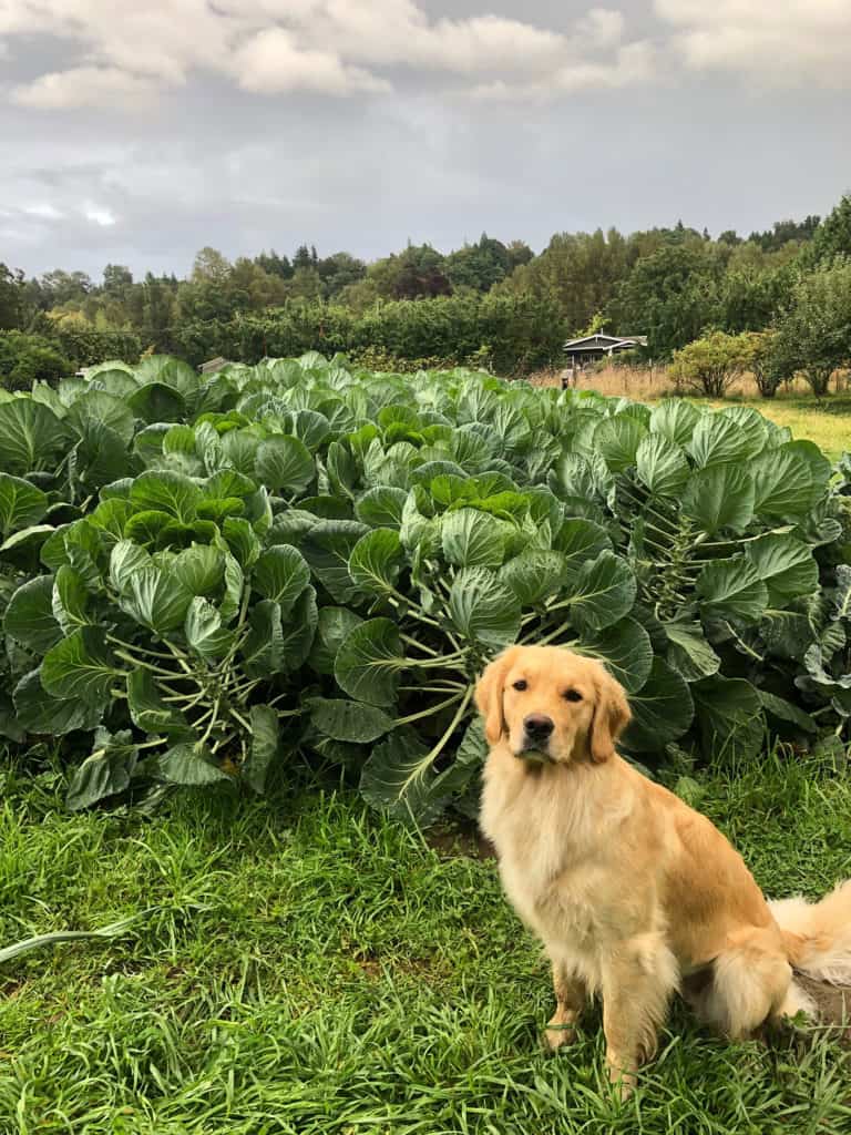 Farm Dog likes the Brussels sprouts, too! 