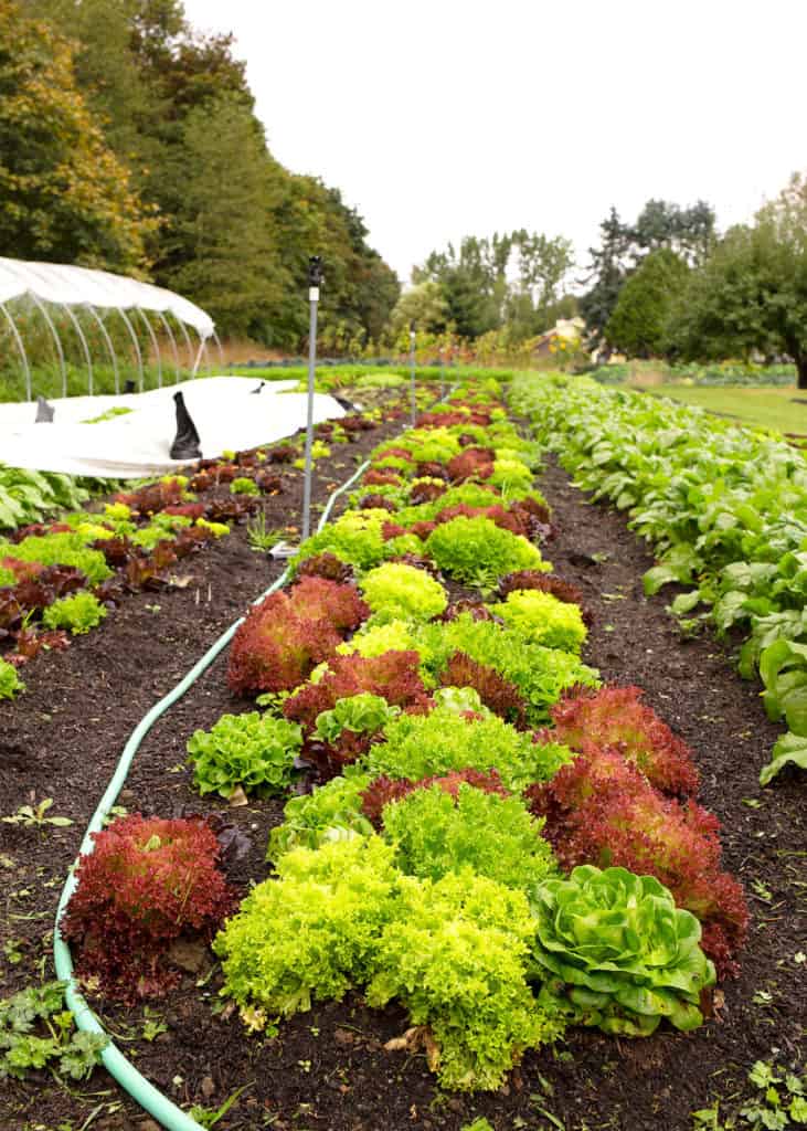 A row of various lettuces
