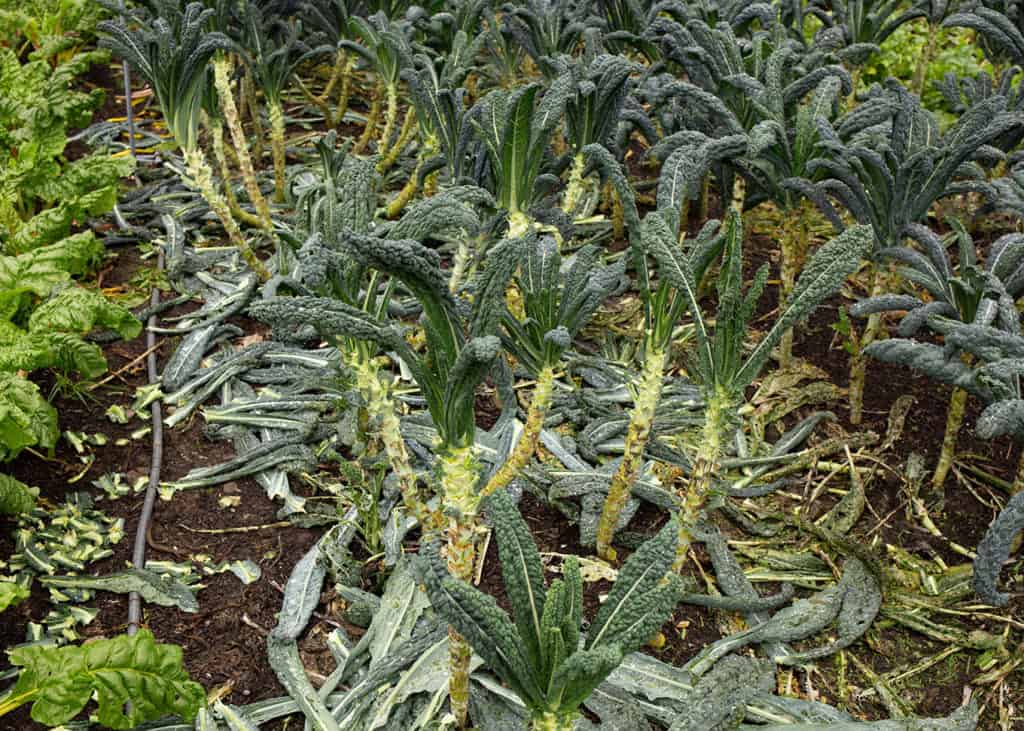 Lacinato kale in the garden