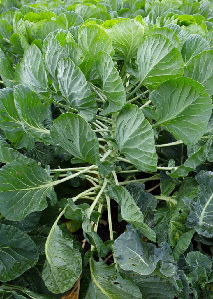 Brussels Sprouts growing on its plant