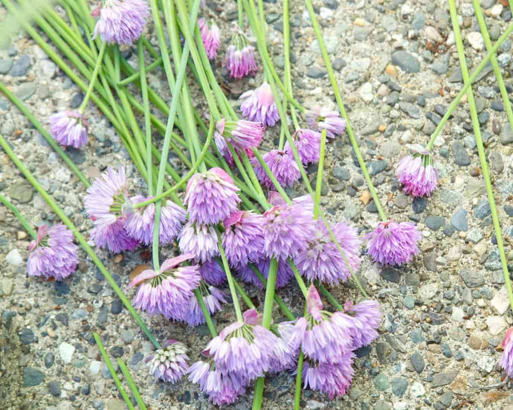 Cut chive blossoms laying on the ground