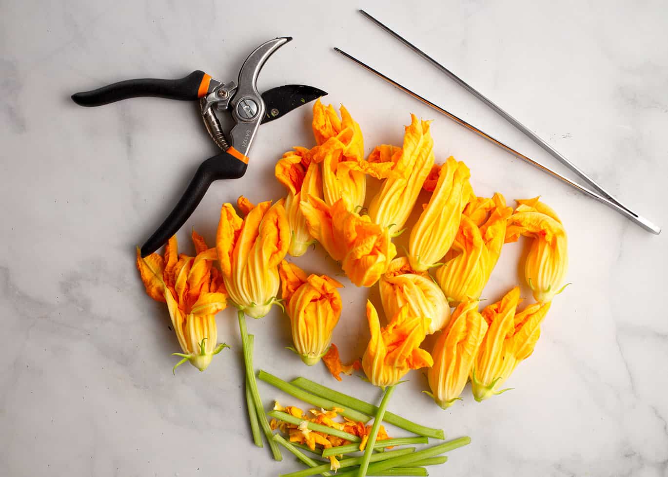 Bright yellow and orange zucchini blossoms with pruning shears and kitchen tweezers